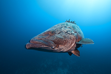 Potato Grouper, Epinephelus tukula, Aliwal Shoal, Indian Ocean, South Africa