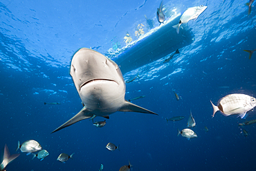 Blacktip Shark, Carcharhinus limbatus, Aliwal Shoal, Indian Ocean, South Africa