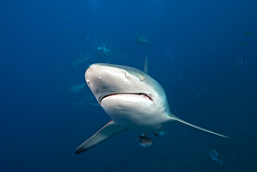 Blacktip Shark, Carcharhinus limbatus, Aliwal Shoal, Indian Ocean, South Africa