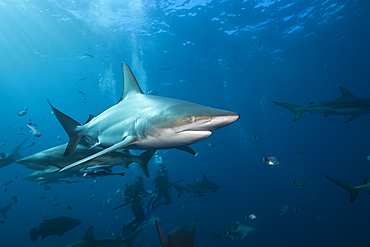 Blacktip Sharks, Carcharhinus limbatus, Aliwal Shoal, Indian Ocean, South Africa