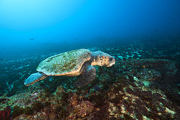 Loggerhead Sea Turtle, Caretta caretta, Aliwal Shoal, Indian Ocean, South Africa