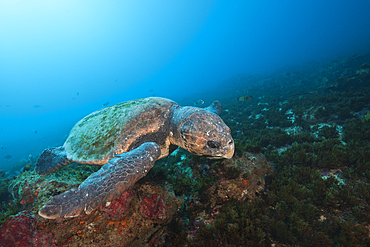 Loggerhead Sea Turtle, Caretta caretta, Aliwal Shoal, Indian Ocean, South Africa