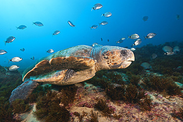 Loggerhead Sea Turtle, Caretta caretta, Aliwal Shoal, Indian Ocean, South Africa