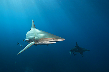 Blacktip Shark, Carcharhinus limbatus, Aliwal Shoal, Indian Ocean, South Africa