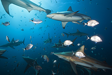 Blacktip Sharks, Carcharhinus limbatus, Aliwal Shoal, Indian Ocean, South Africa