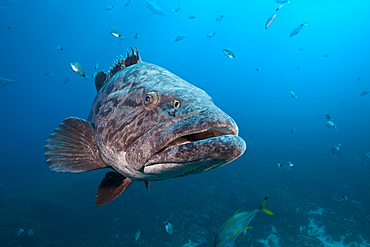 Potato Grouper, Epinephelus tukula, Aliwal Shoal, Indian Ocean, South Africa