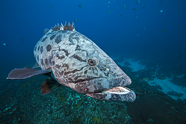 Potato Grouper, Epinephelus tukula, Aliwal Shoal, Indian Ocean, South Africa