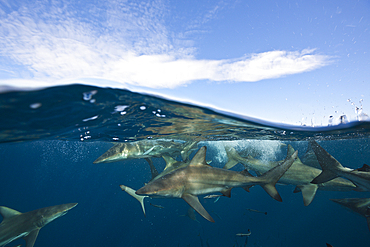 Blacktip Sharks, Carcharhinus limbatus, Aliwal Shoal, Indian Ocean, South Africa