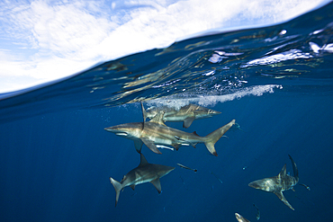 Blacktip Sharks, Carcharhinus limbatus, Aliwal Shoal, Indian Ocean, South Africa