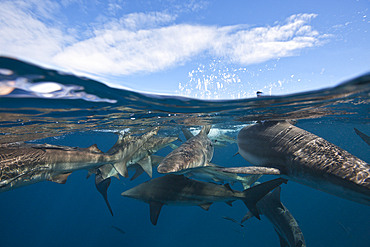 Blacktip Sharks, Carcharhinus limbatus, Aliwal Shoal, Indian Ocean, South Africa