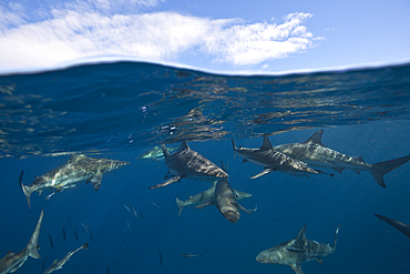 Blacktip Sharks, Carcharhinus limbatus, Aliwal Shoal, Indian Ocean, South Africa