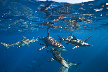 Blacktip Sharks, Carcharhinus limbatus, Aliwal Shoal, Indian Ocean, South Africa