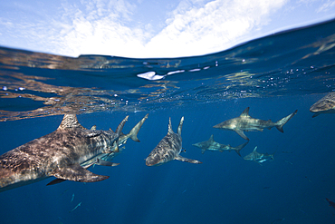 Blacktip Sharks, Carcharhinus limbatus, Aliwal Shoal, Indian Ocean, South Africa