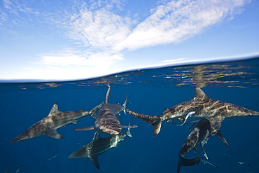 Blacktip Sharks, Carcharhinus limbatus, Aliwal Shoal, Indian Ocean, South Africa