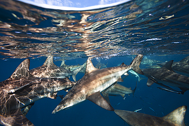 Blacktip Sharks, Carcharhinus limbatus, Aliwal Shoal, Indian Ocean, South Africa