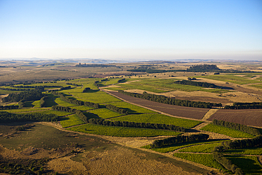 Tea Plantation at Wild Coast, Mbotyi, Eastern Cap, South Africa