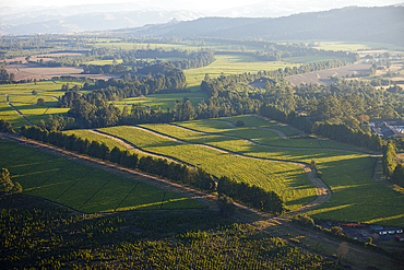 Tea Plantation at Wild Coast, Mbotyi, Eastern Cap, South Africa