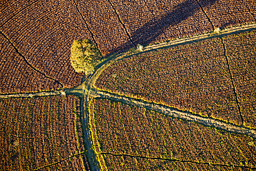 Tea Plantation at Wild Coast, Mbotyi, Eastern Cap, South Africa