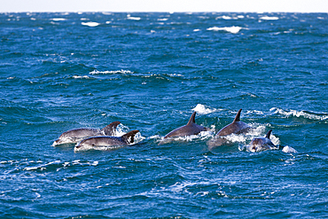 Common Dolphin, Delphinus capensis, Wild Coast, Eastern Cap, South Africa