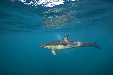 Common Dolphin, Delphinus capensis, Wild Coast, Eastern Cap, South Africa