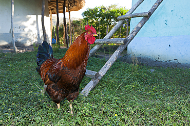 Cock in Xhosa Village, Gallus gallus, Wild Coast, Eastern Cap, South Africa