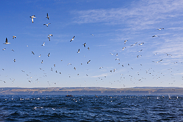 Cape Gannets hunting Sardines, Morus capensis, Indian Ocean, Wild Coast, South Africa