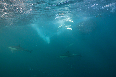 Cape Gannets hunting Sardines, Morus capensis, Indian Ocean, Wild Coast, South Africa