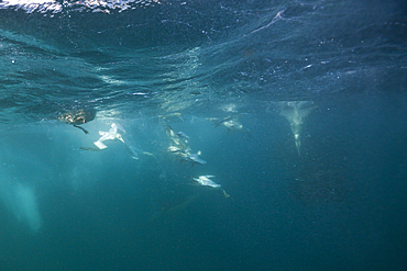 Cape Gannets hunting Sardines, Morus capensis, Indian Ocean, Wild Coast, South Africa