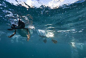 Cape Gannets hunting Sardines, Morus capensis, Indian Ocean, Wild Coast, South Africa