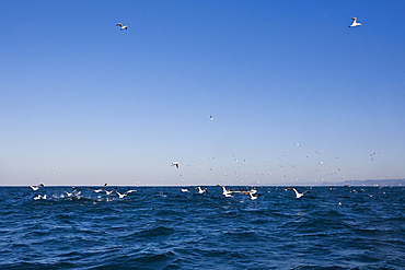 Cape Gannets hunting Sardines, Morus capensis, Indian Ocean, Wild Coast, South Africa