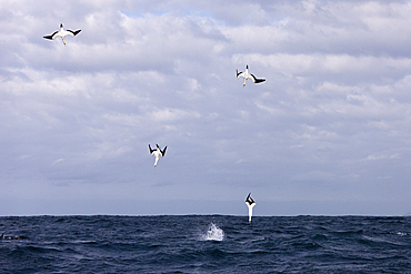 Cape Gannets hunting Sardines, Morus capensis, Indian Ocean, Wild Coast, South Africa