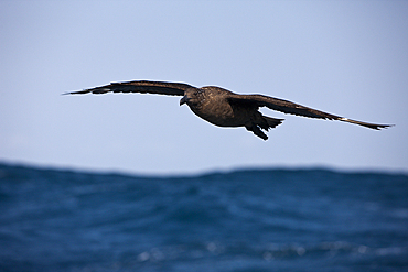 Juvenile Cape Gull in Flight, Larus dominicanus, Indian Ocean, Wild Coast, South Africa