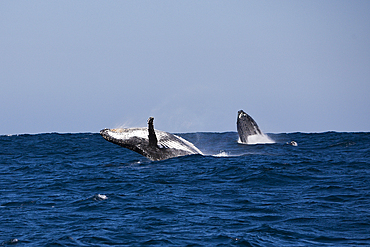 Breaching Humpback Whale, Megaptera novaeangliae, Indian Ocean, Wild Coast, South Africa