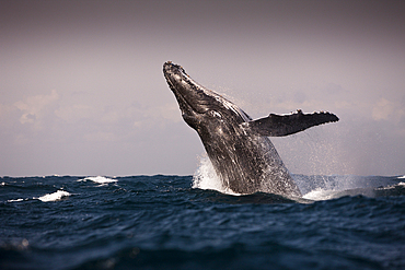 Breaching Humpback Whale, Megaptera novaeangliae, Indian Ocean, Wild Coast, South Africa