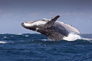 Breaching Humpback Whale, Megaptera novaeangliae, Indian Ocean, Wild Coast, South Africa