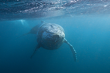 Humpback Whale, Megaptera novaeangliae, Indian Ocean, Wild Coast, South Africa