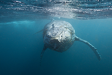 Humpback Whale, Megaptera novaeangliae, Indian Ocean, Wild Coast, South Africa