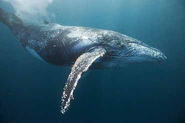 Humpback Whale, Megaptera novaeangliae, Indian Ocean, Wild Coast, South Africa