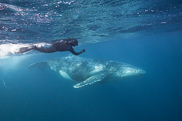 Humpback Whale and Free Diver, Megaptera novaeangliae, Indian Ocean, Wild Coast, South Africa