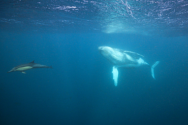 Humpback Whale, Megaptera novaeangliae, Indian Ocean, Wild Coast, South Africa