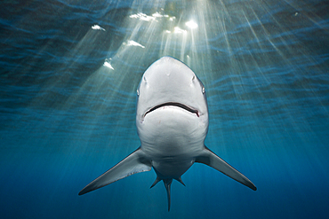 Blacktip Shark, Carcharhinus limbatus, Indian Ocean, Wild Coast, South Africa