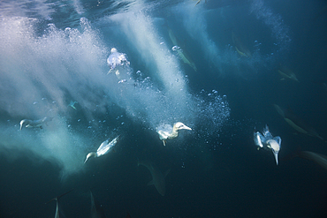 Cape Gannets hunting Sardines, Morus capensis, Indian Ocean, Wild Coast, South Africa