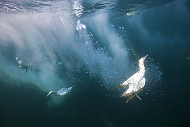 Cape Gannets hunting Sardines, Morus capensis, Indian Ocean, Wild Coast, South Africa