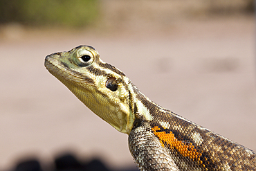 Female Common Agama, Agama agama, Brandberg, Erongo, Namibia