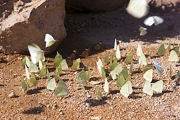 Group of Butterflies Tsisab Ravine Valley, Pieridae, Brandberg, Erongo, Namibia