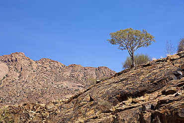 Impressions of Tsisab Ravine Valley, Brandberg, Erongo, Namibia