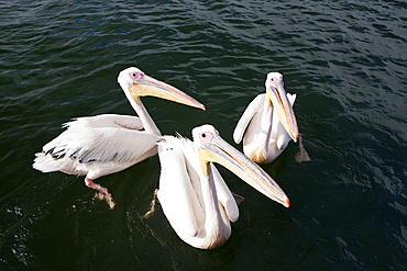 Great White Pelican, Pelecanus onocrotalus, Walvis Bay, Namibia