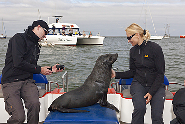 Tourists watching Cape Fur Seals, Arctocephalus pusillus, Walvis Bay, Namibia