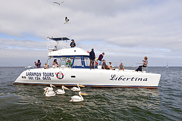 Tourists and Great White Pelican, Pelecanus onocrotalus, Walvis Bay, Namibia