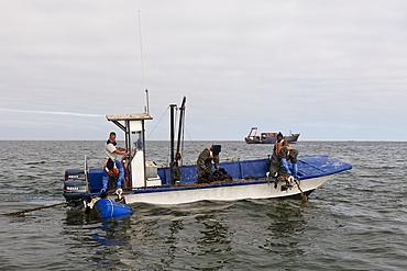 Oyster Farming in Walvis Bay, Walvis Bay, Namibia